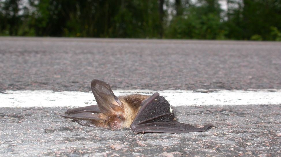 Na silnicích ročně umírá deset procent ptactva a netopýrů, vědci tomu chtějí zamezit